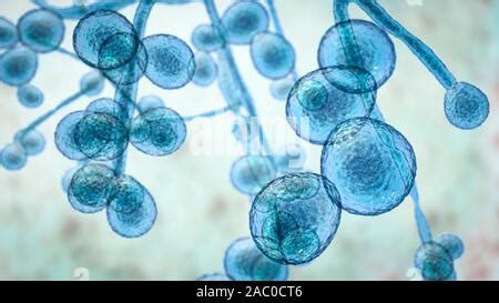 Computer illustration of the unicellular fungus (yeast) Candida Stock ...