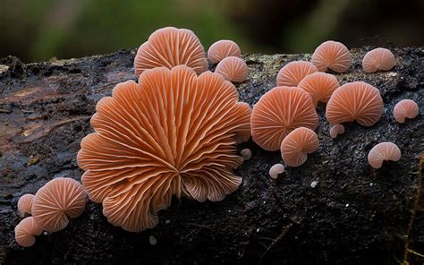 These 18 Pictures Of Unique Mushrooms Finally Proves Fungi Is An Alien