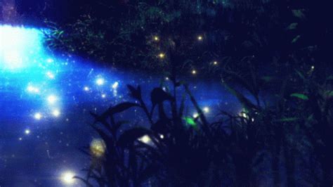 Night Firefly GIF - Night Firefly Water - Discover & Share GIFs