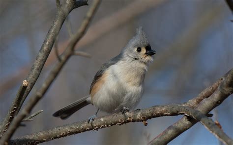 Tufted Titmouse | Audubon Field Guide