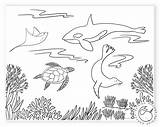 Coloring Pages Ocean Animals sketch template
