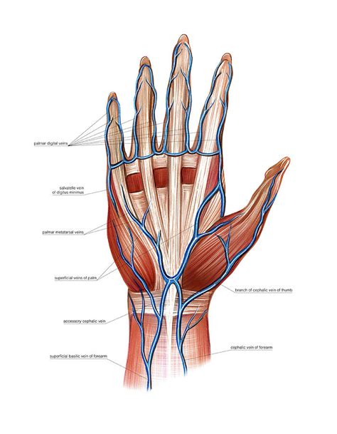 Parts Of Hand Palm Anatomy