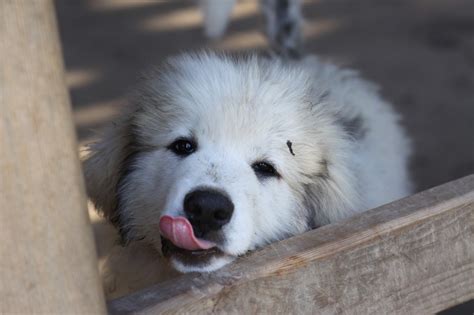 Great Pyrenees Grooming Tips – Special Techniques for Larger Breeds – Dog Lovers Press