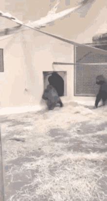 Kerchak GIF - Kerchak - Discover & Share GIFs