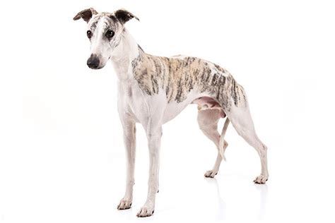 Whippet Dog Breed Information