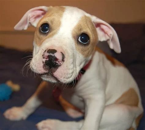 Cutest Pitbull Puppy Ever in The World | Pitbull Puppies