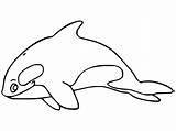Free Printable Killer Whale Coloring Page  sketch template