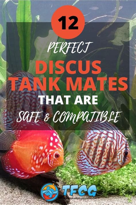 Discus Tank Mates: 12 Best Fish Compatible With Discus [2020 List]