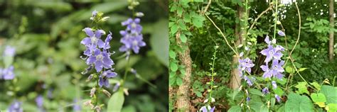 Identification Guide: 43 Purple Wildflowers of Kansas – Nature Blog Network