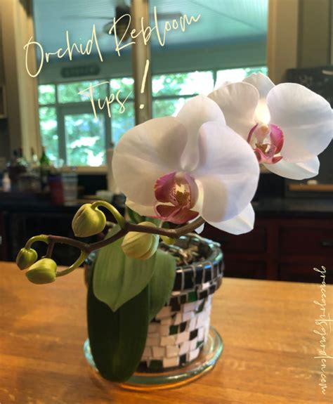 My Orchid Rebloom Tips - grace grits and gardening