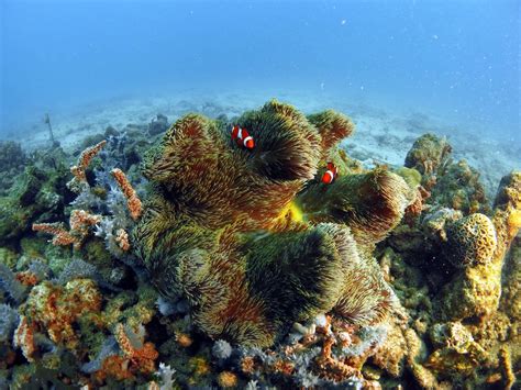 Dive Brunei & Rainforest Discovery I - Poni Divers Brunei