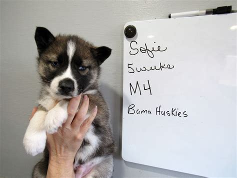 Sofie's Agouti Puppies - Siberian Husky Puppies For Sale