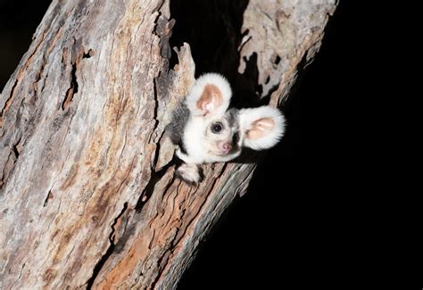 7 Facts about the greater glider – WWF-Australia | 7 Facts about the greater glider | WWF Australia