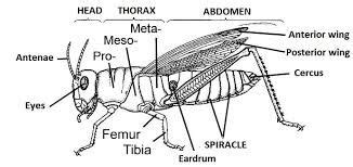 Image result for cricket bug parts outline printables | Insectos, Tardigrados, Zoología