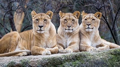 Three lionesses, again - a photo on Flickriver