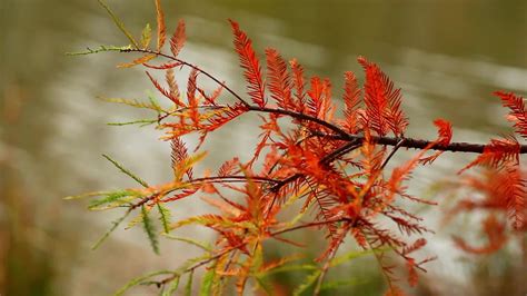 Orange Autumn Leaves Close to A Lake 2021094 Stock Video at Vecteezy