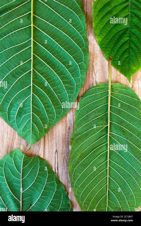 Fresh kratom leaves Stock Photo - Alamy