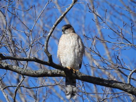 Cooper's Hawk from Clarence-Rockland, ON, Canada on March 24, 2024 at 08:59 AM by jaliya ...