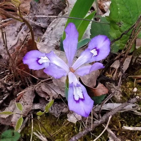 Crested Dwarf Iris (Iris cristata) | Western Carolina Botanical Club