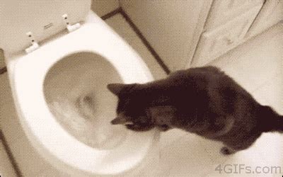 Cat-watches-toilet-flush