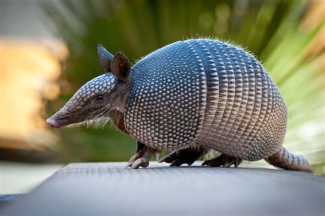 El armadillo, un animal muy peculiar - Mis animales