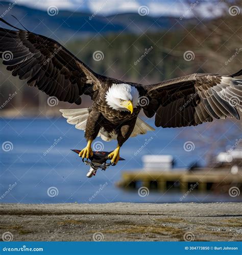 Lifestyle Photo Bald Eagle Attacks Drone Stock Photo - Image of animal, wild: 304773850