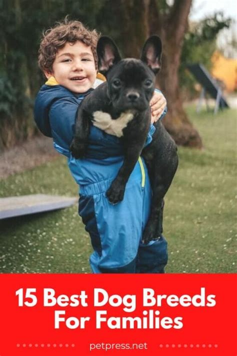 The 15 Best Dog Breeds for Families: Pick the Best One For You!