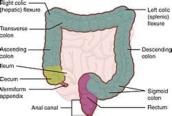 Colic flexures - Wikipedia