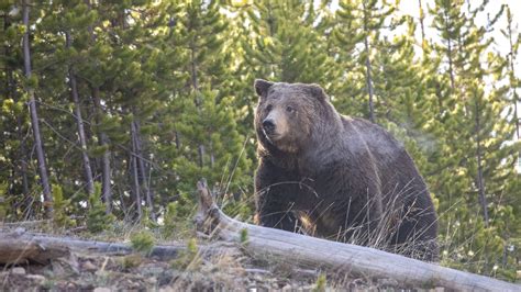 Fatal Bear Attack Near Yellowstone National Park Kills Guide | Backpacker
