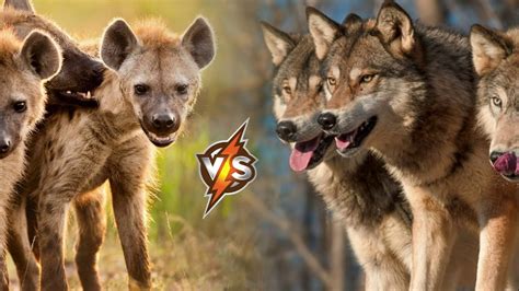 A pack of Wolves VS A pack of Hyenas. Who Will Win The Fight? - YouTube