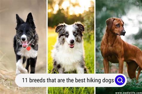 11 Breeds That Are The Best Hiking Dogs (with Pictures) - Oodle Life