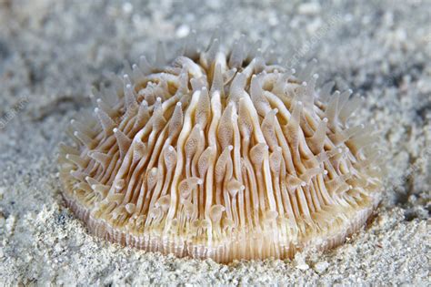 Mushroom coral - Stock Image - C056/0107 - Science Photo Library