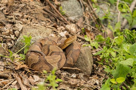 Northern Water Snake Vs Copperhead