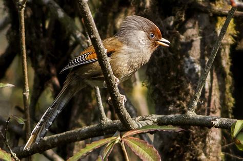 Sikkim Wildlife: 5 Breathtaking Sanctuaries to visit!