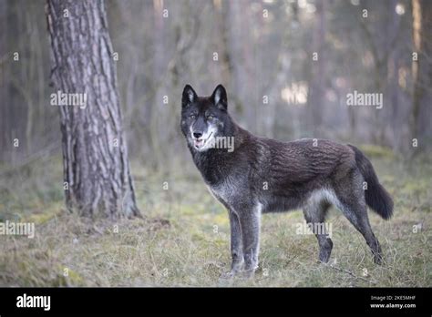 eastern timber wolf Stock Photo - Alamy