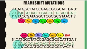 Frameshift Mutation Animation