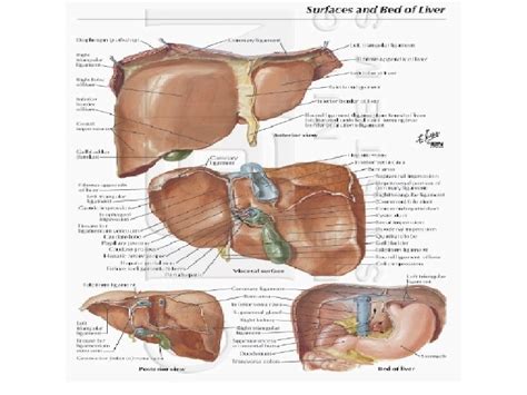 ANATOMY OF HEPATOBILIARY HEPAR The largest gland of