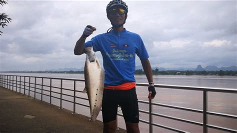 Amazing fishing in Mekong river - Catching fish by fishing with Net ...