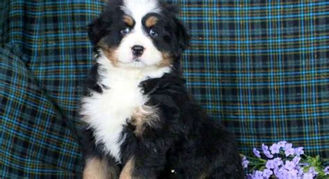 Bernese Mountain Dog.Meet Watson a Puppy for Adoption.