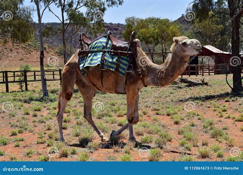 Australia, NT, Camel Farm stock image. Image of mammal - 112061673