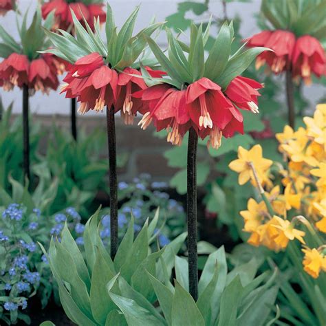 Fritillaria imperialis | Van Meuwen