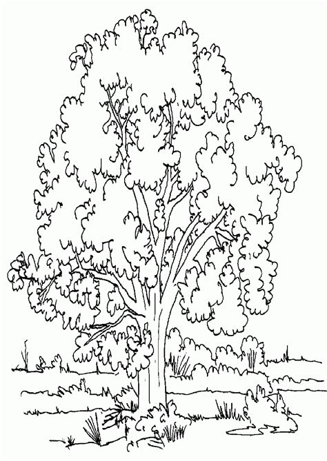 Kapok Tree Coloring Page - Coloring Home