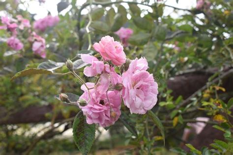 Pink Roses in Hakgala Botanical Garden, Sri Lanka Stock Photo - Image ...