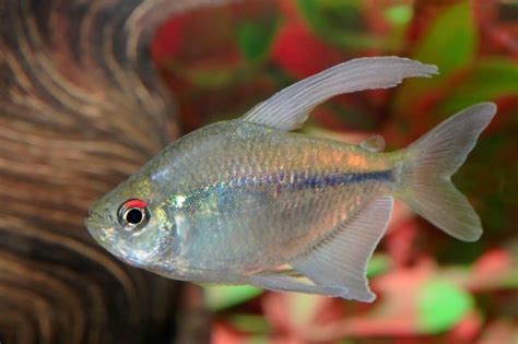 Diamond Tetra: A Novice Aquarist’s Complete Care and Breeding Guide