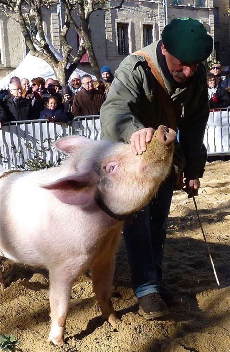 Homage to Truffle Hunting Pigs in France