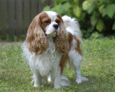 Cavalier King Charles Spaniel - Dog-Breeds.net