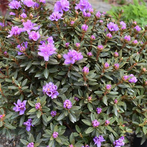 Small Leaf Rhododendron Products - Horsford Gardens and Nursery