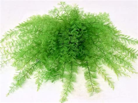 Dekoratívna stabilizovaná rastlina Air Fern 20cm Spring Green - NatureDecor