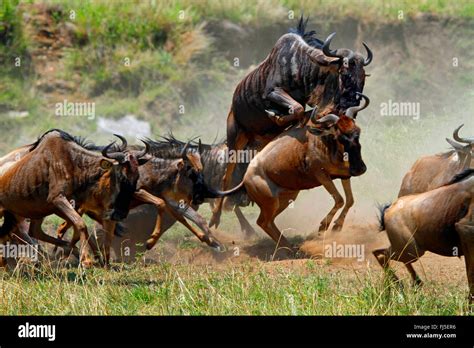 Eastern White-bearded Wildebeest (Connochaetes taurinus albojubatus ...