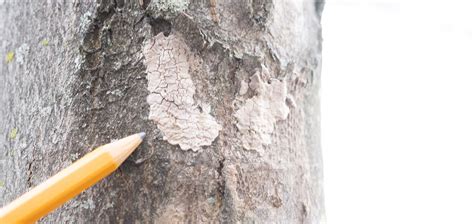 How to Identify and Remove Spotted Lanternfly Eggs